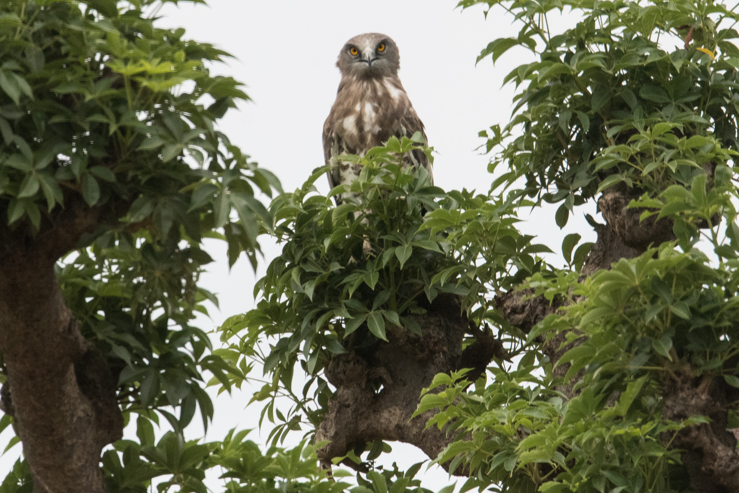 Circaéte Jean Le Blanc (Short-toed Snake Eagle, Circaetus Gallicus) guettant d’éventuelles proies du haut d'un baobab, Brousse de Somone, Région de Thiès, Sénégal.  